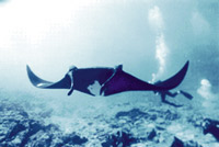 Andromeda Divers Boat Trips