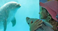 Dolphin Kids - Los Cabos