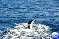 Fishing Marlin - Cabo San Lucas, Los Cabos