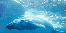 Intermar Group Los Cabos - Incentive Groups