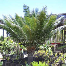 jungle cactus - exotic plants - plantas exoticas - los cabos, mexico