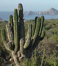 La Sierra at Cabo - Cactus Los Cabos