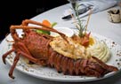 enjoy lobster at cabo san lucas fine dining restaurants