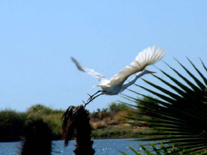 bird watching - posada la poza todos santos