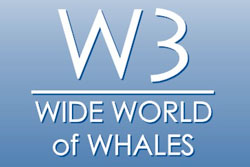 W3 Gallery - Marine Animals Design Jewelry - Cabo San Lucas, Los Cabos, Mexico