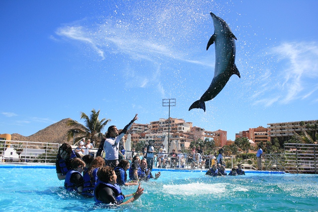 Cabo Dolphins Set for Remodel