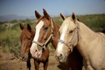 horseback riding tours at desertica los cabos - multi-adventure park