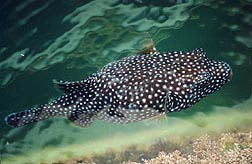 "Balloon Fish" - Cabo San Lucas Bay