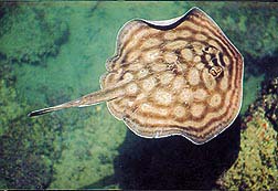 "Stingray" - Cabo San Lucas Bay