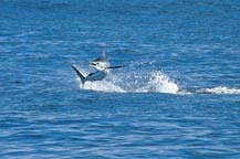 Jumping Blue Marlin - Cabo San Lucas
