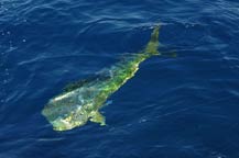 dorado - fishing in cabo san lucas may 2008
