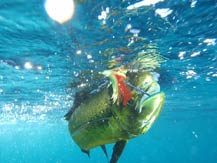 Hooked Dorado - underwater in Cabo San Lucas