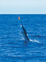 blue water fishing