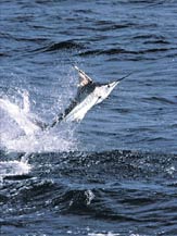 los cabos marlin fishing
