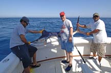 striped marlin - fishing in cabo san lucas may 2008