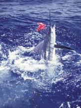 Striped Marlin - Cabo San Lucas fishing
