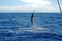 Striped Marlin - Cabo San Lucas - August 2008 - Fly Hooker Sportfishing