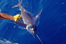 Striped Marlin - Cabo San Lucas - August 2008 - Fly Hooker Sportfishing