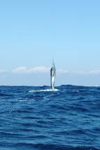 Striped Marlin - Cabo San Lucas - August 2008 - Fly Hooker Sportfishing