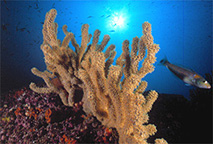 scuba