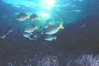 diving