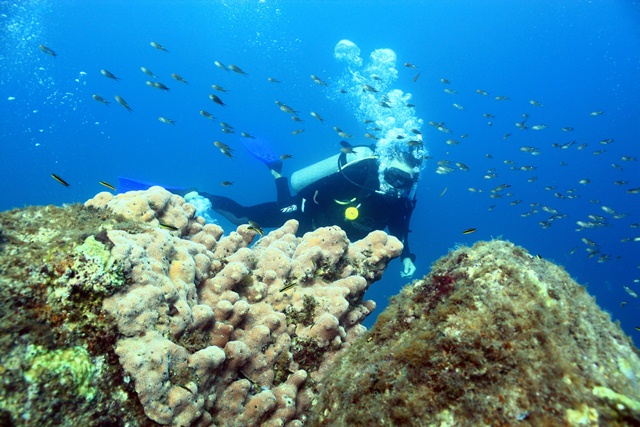 Scuba Diving - Cabo San Lucas, Los Cabos, Mexico